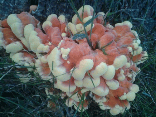 Sloth (USA-2) : When It's Halloween Season, Even the Fungus Looks like Candy-Corn!